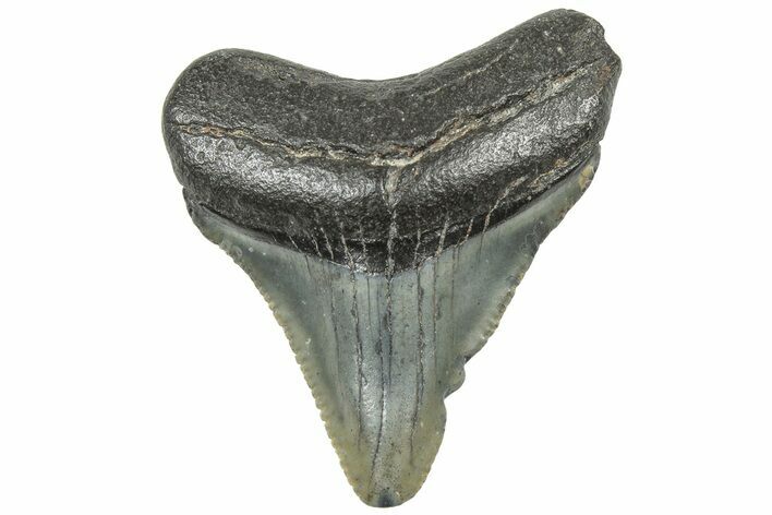 Serrated, Juvenile Megalodon Tooth - South Carolina #308074